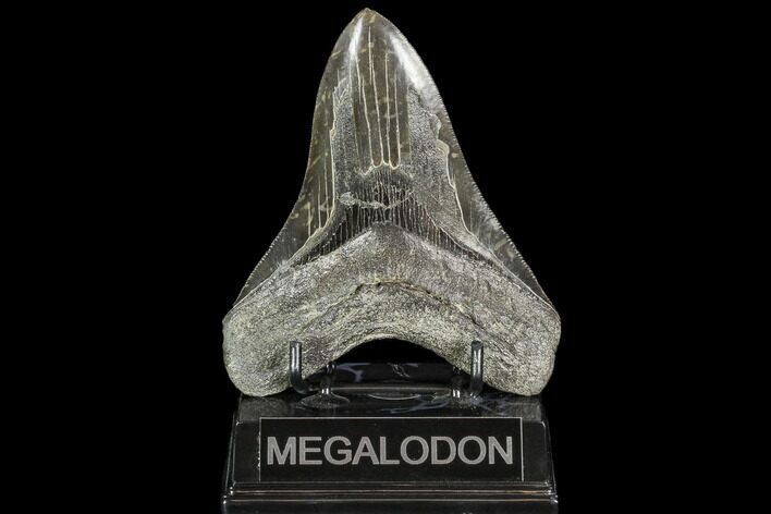 Serrated, Fossil Megalodon Tooth - Georgia #104559